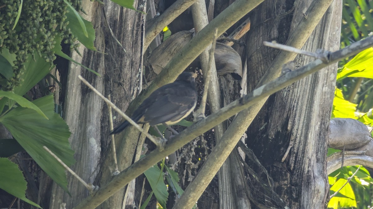 ヨコフリオウギビタキ - ML646654813