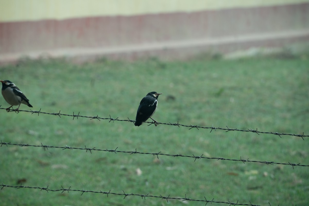 Indian Pied Starling - ML646654815