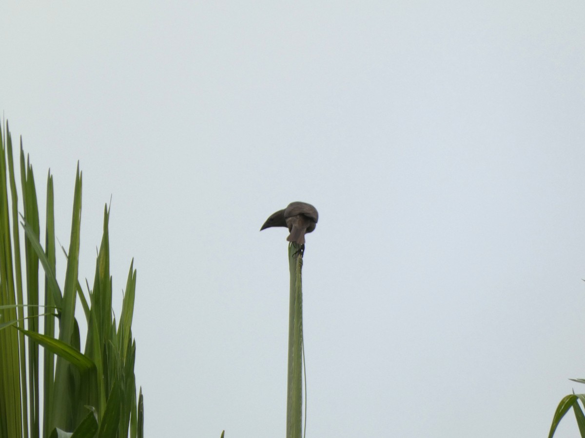 テリバネコウウチョウ - ML646654818