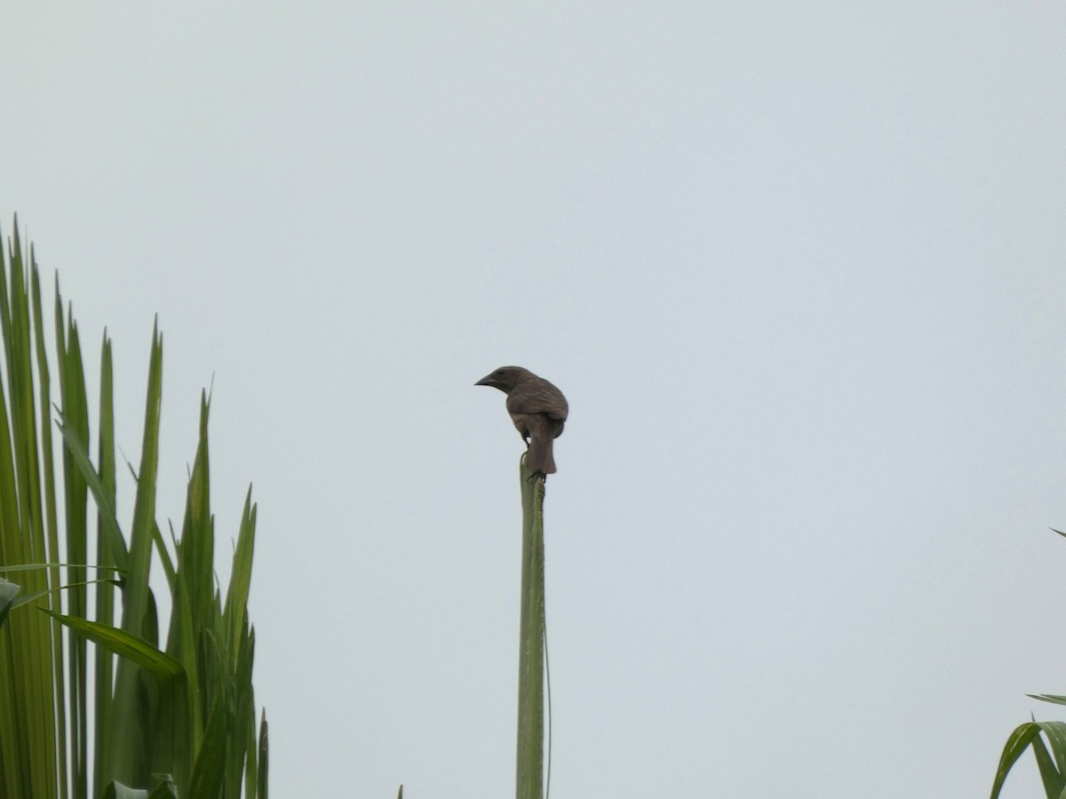 テリバネコウウチョウ - ML646654819