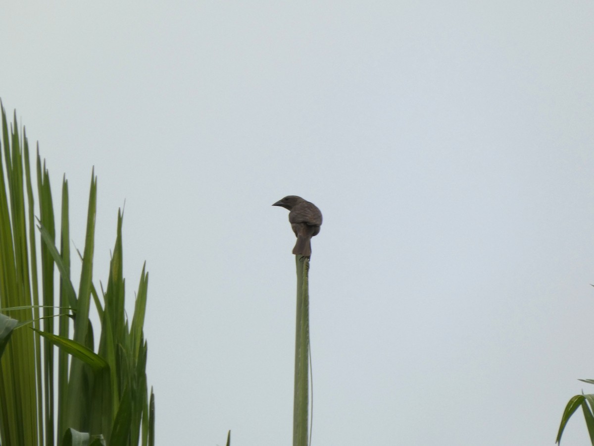 テリバネコウウチョウ - ML646654820