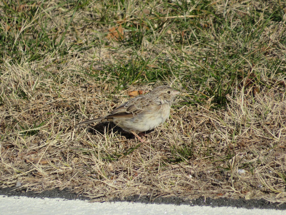 Cassin's Sparrow - ML646654822