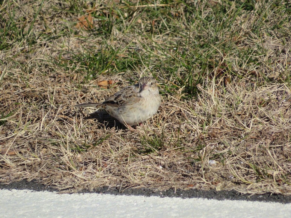 Cassin's Sparrow - ML646654823
