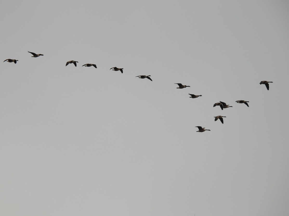 Bernache du Canada - ML646654824