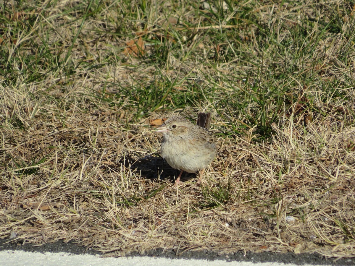 Cassin's Sparrow - ML646654825