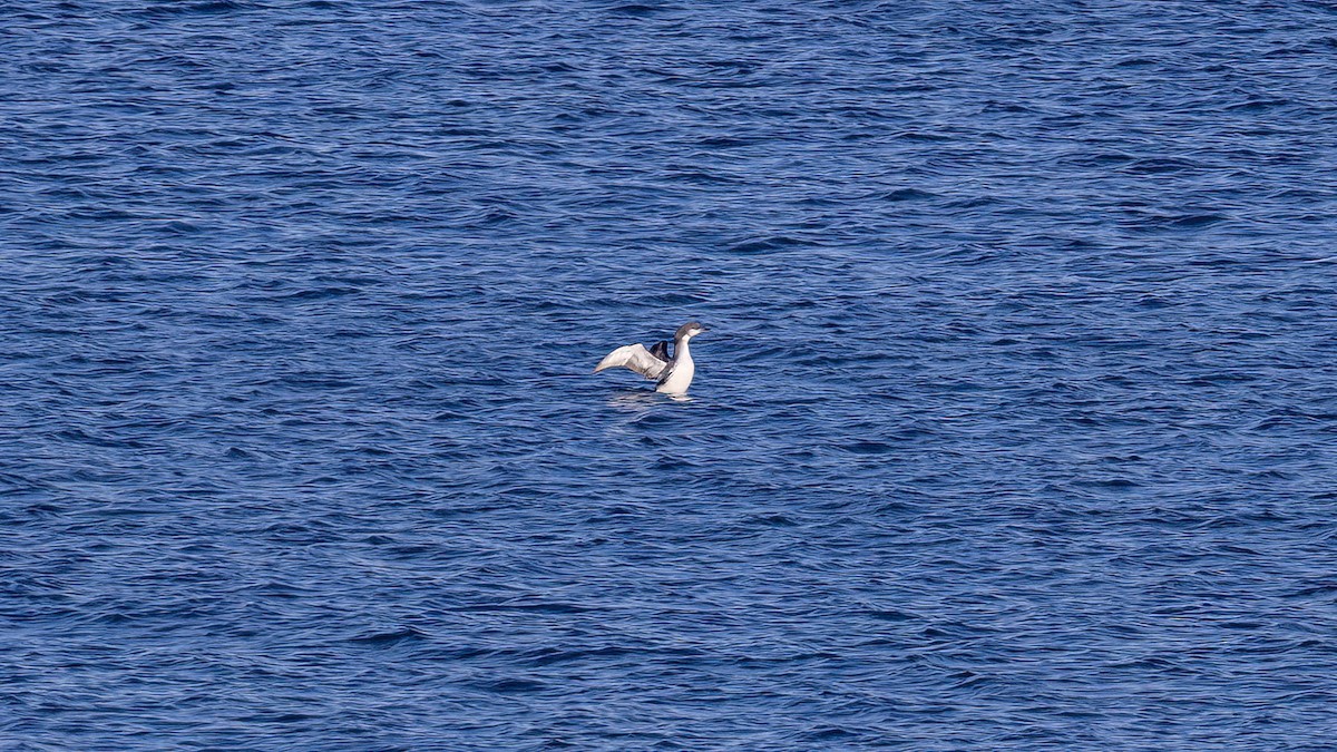 Arctic Loon - ML646654831