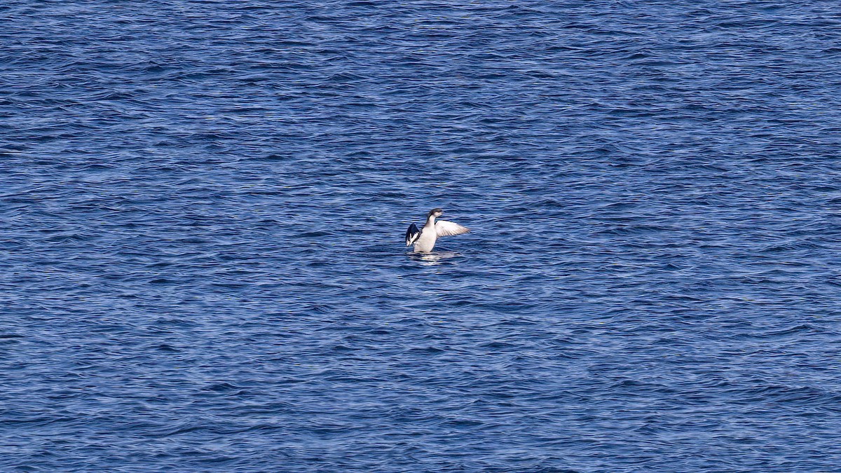 Arctic Loon - ML646654833