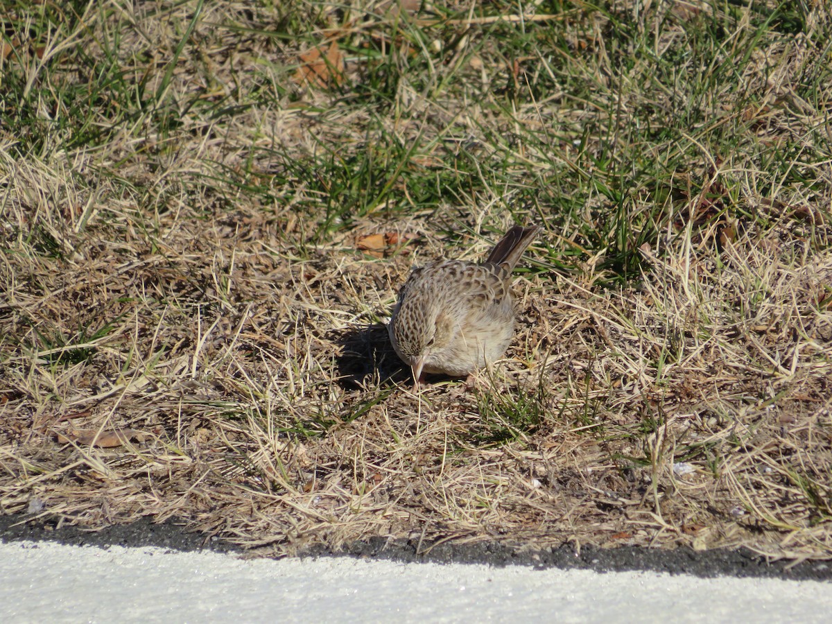 Cassin's Sparrow - ML646654834