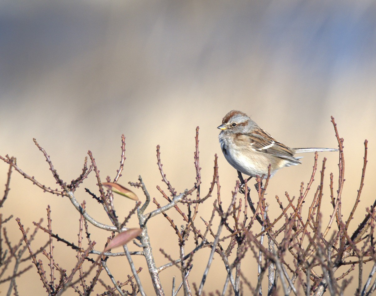 American Tree Sparrow - ML646654839