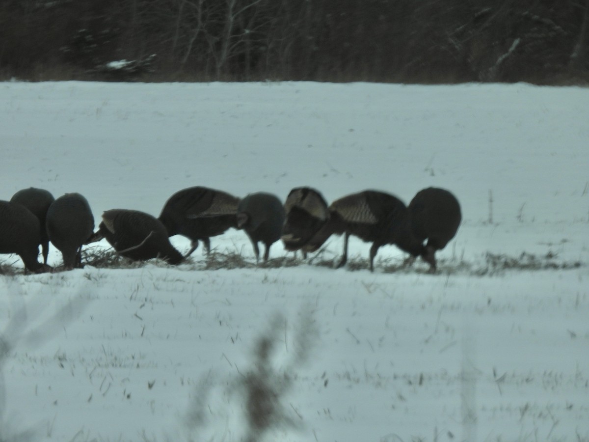 Dindon sauvage - ML646654846