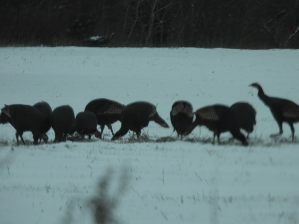 Dindon sauvage - ML646654848