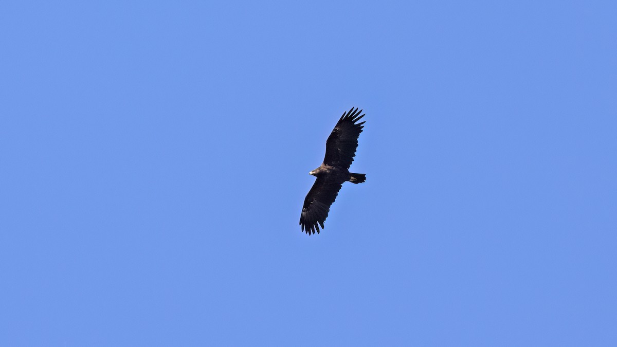 Greater Spotted Eagle - ML646654849