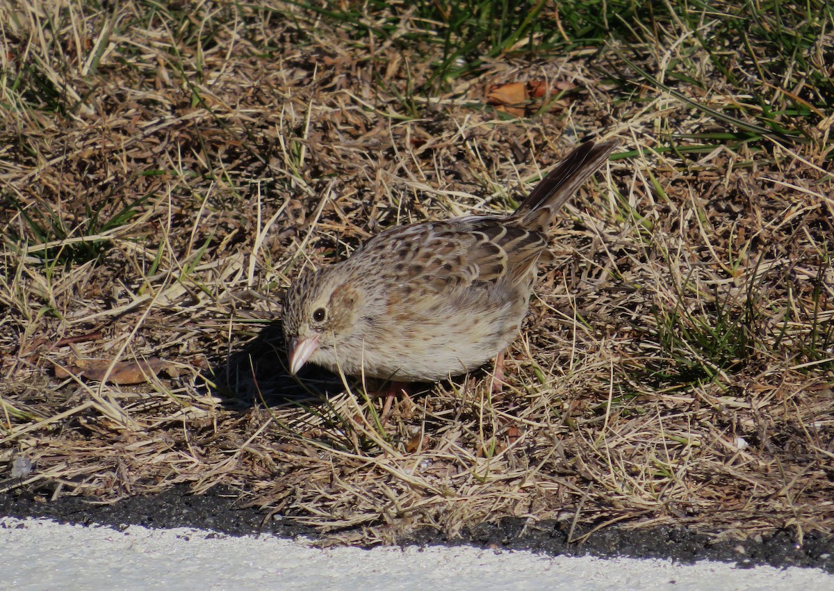 Cassin's Sparrow - ML646654850