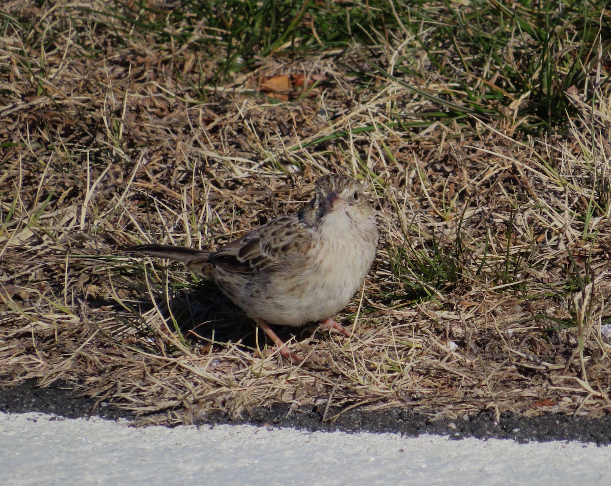 Cassin's Sparrow - ML646654854