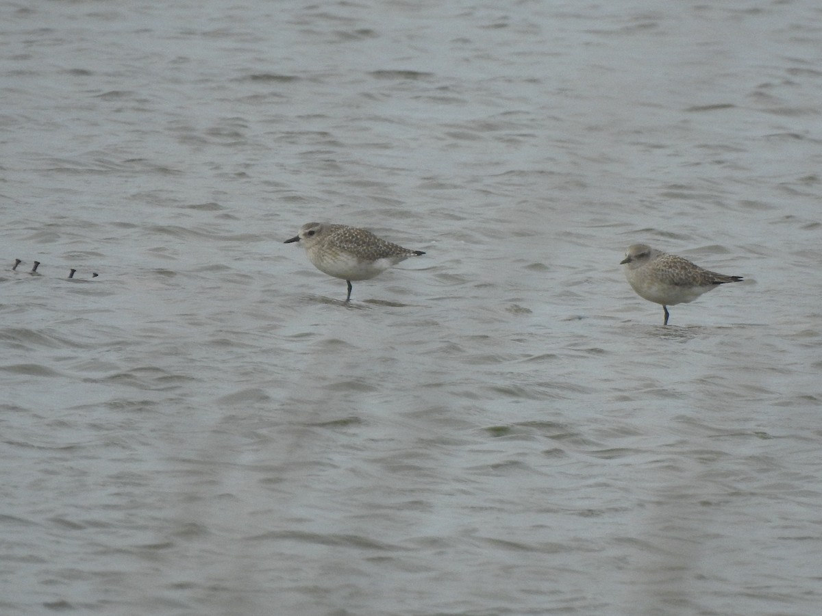 Тулес - ML646654855