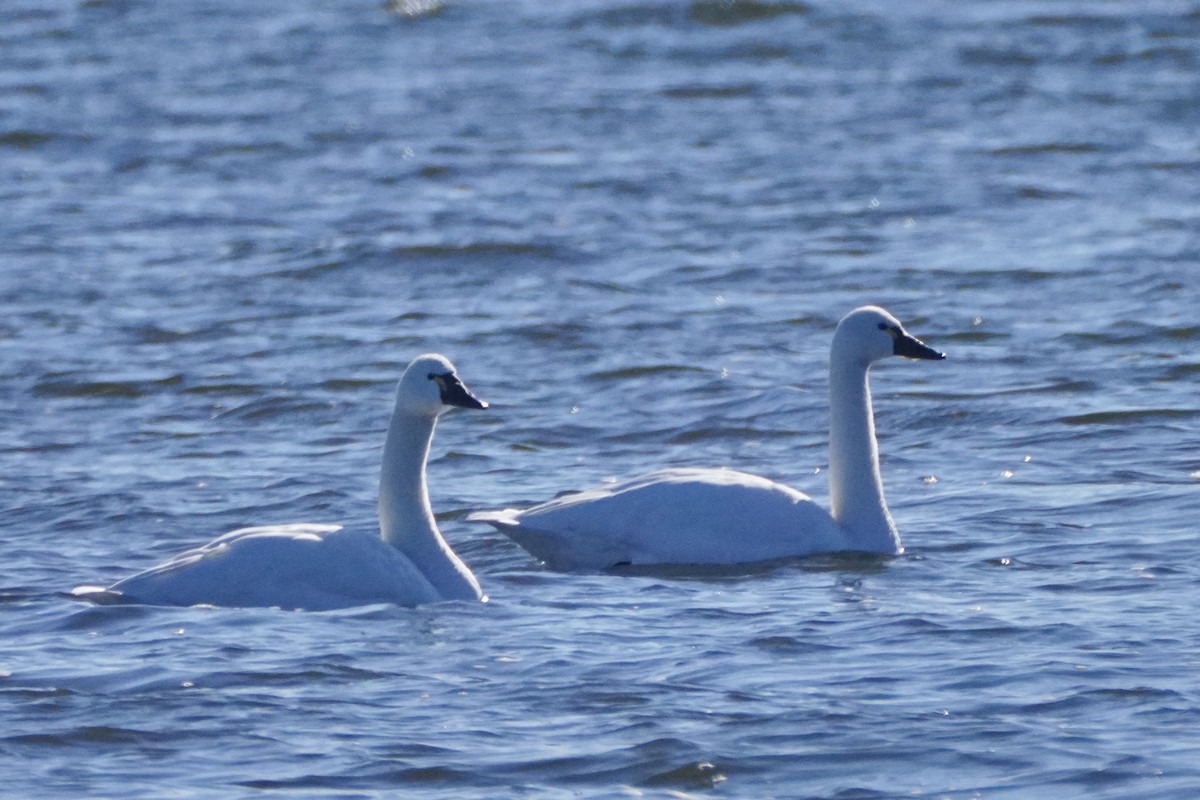 Tundra Swan - ML646654856