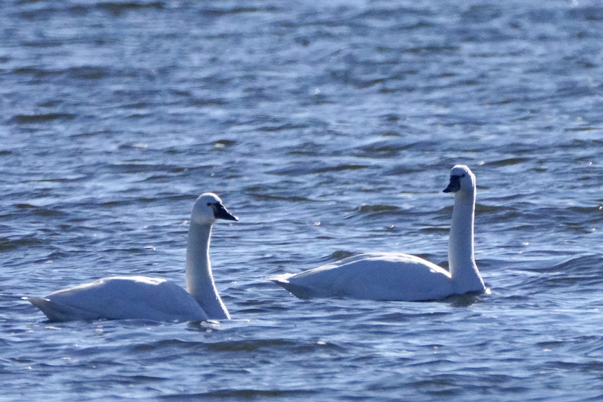 Tundra Swan - ML646654857