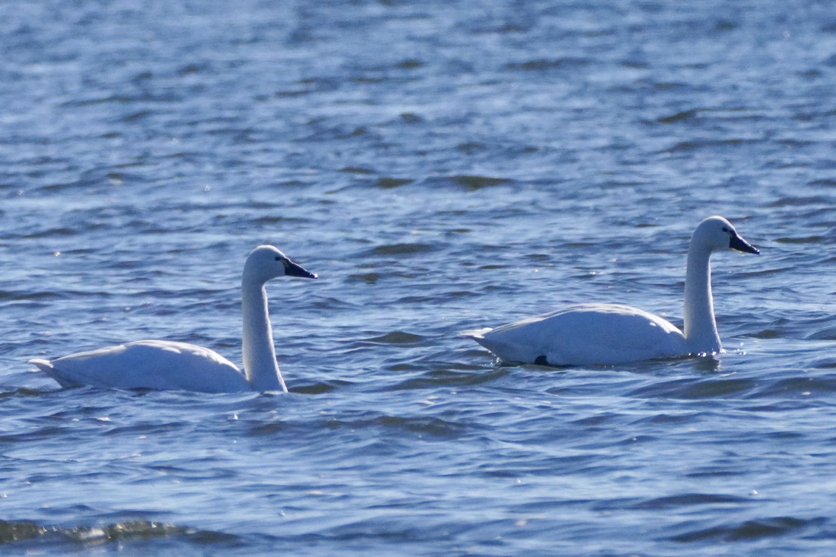 Tundra Swan - ML646654858