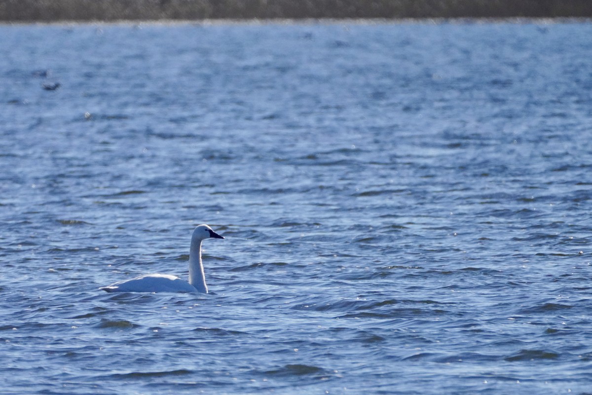 Tundra Swan - ML646654859