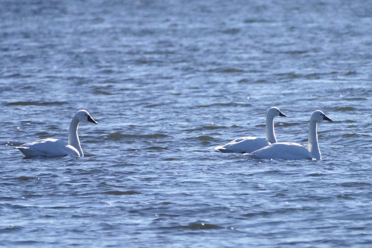 Tundra Swan - ML646654860