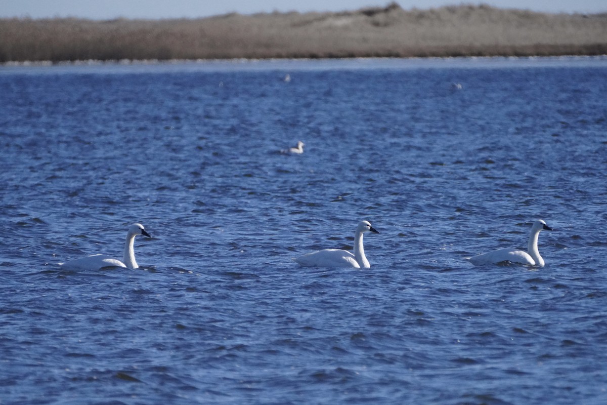 Tundra Swan - ML646654861