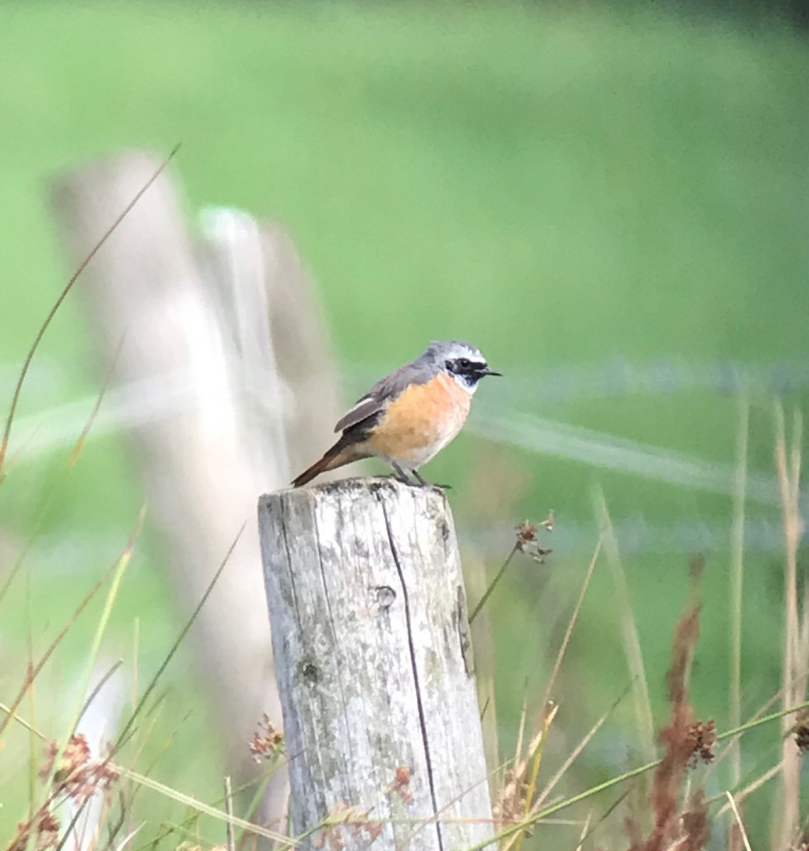 Common Redstart - ML646654862