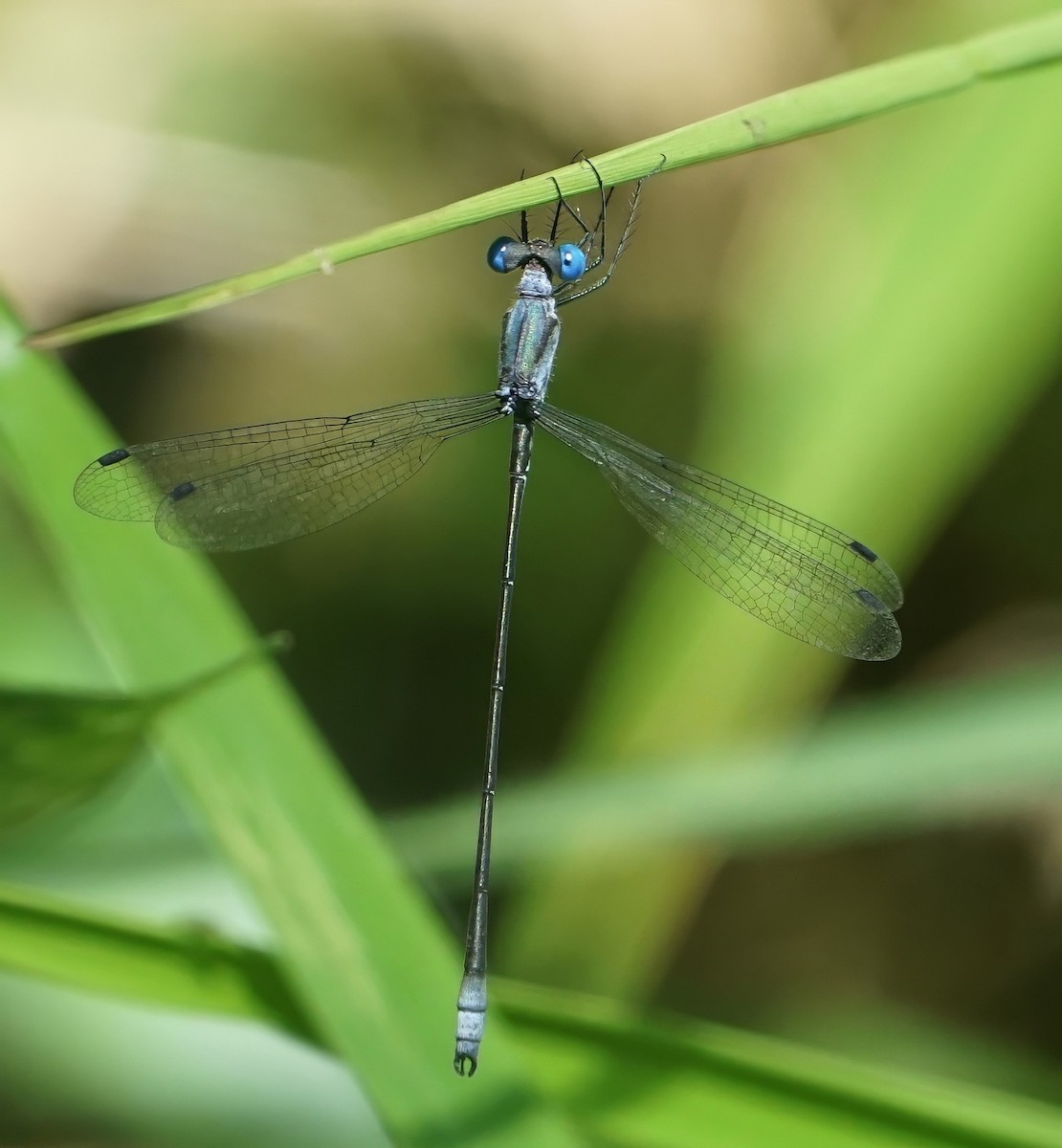 Insectos - ML646654863