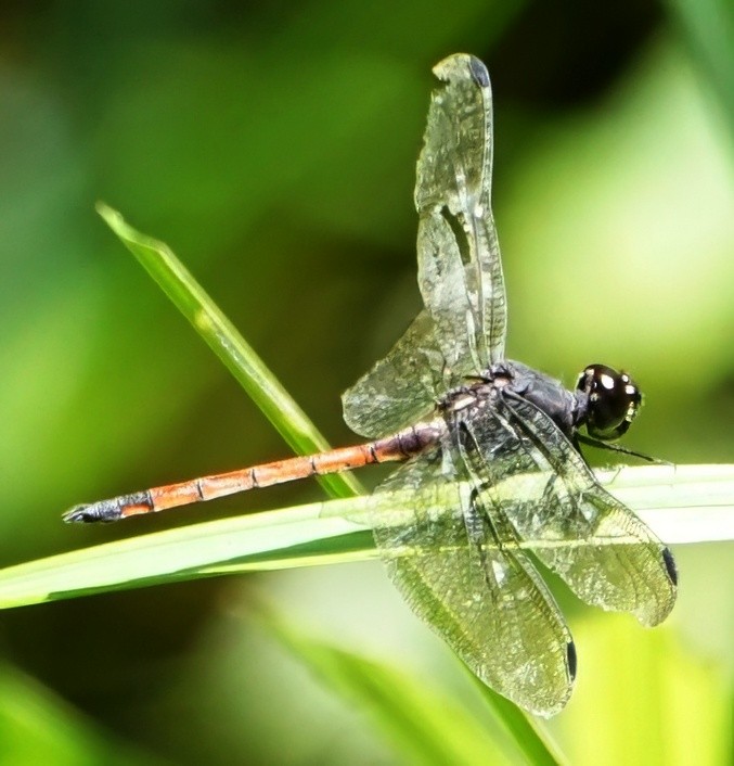 Swamp Skimmer - ML646654864