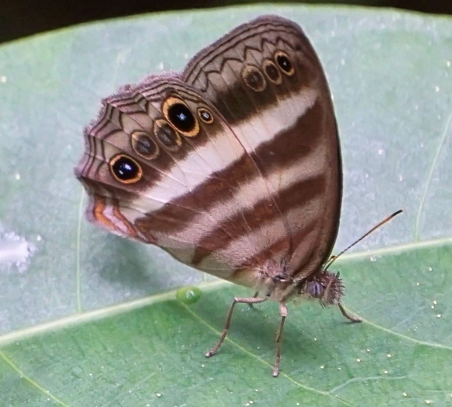 Insectos - ML646654865