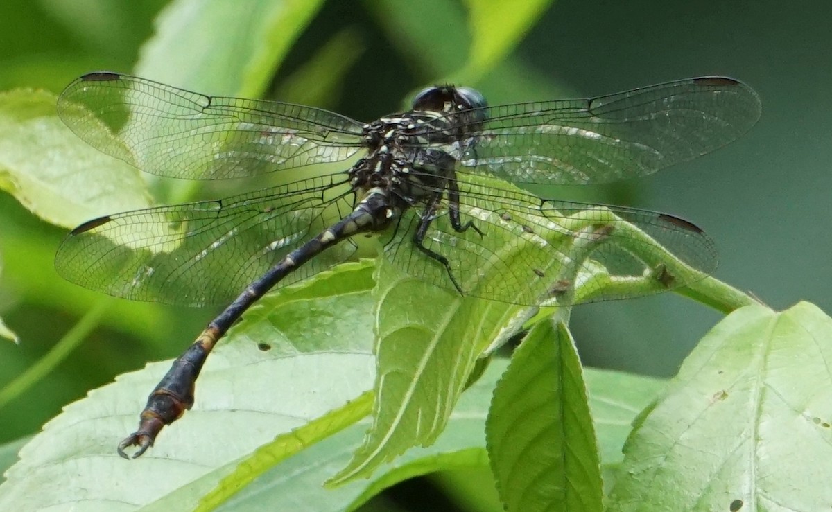 Libélula cola de tenaza naranja - ML646654866