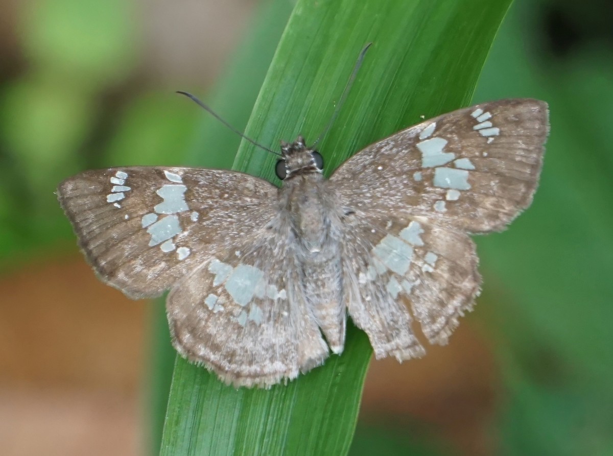Saltarina alas de celofán Sudamericana - ML646654867