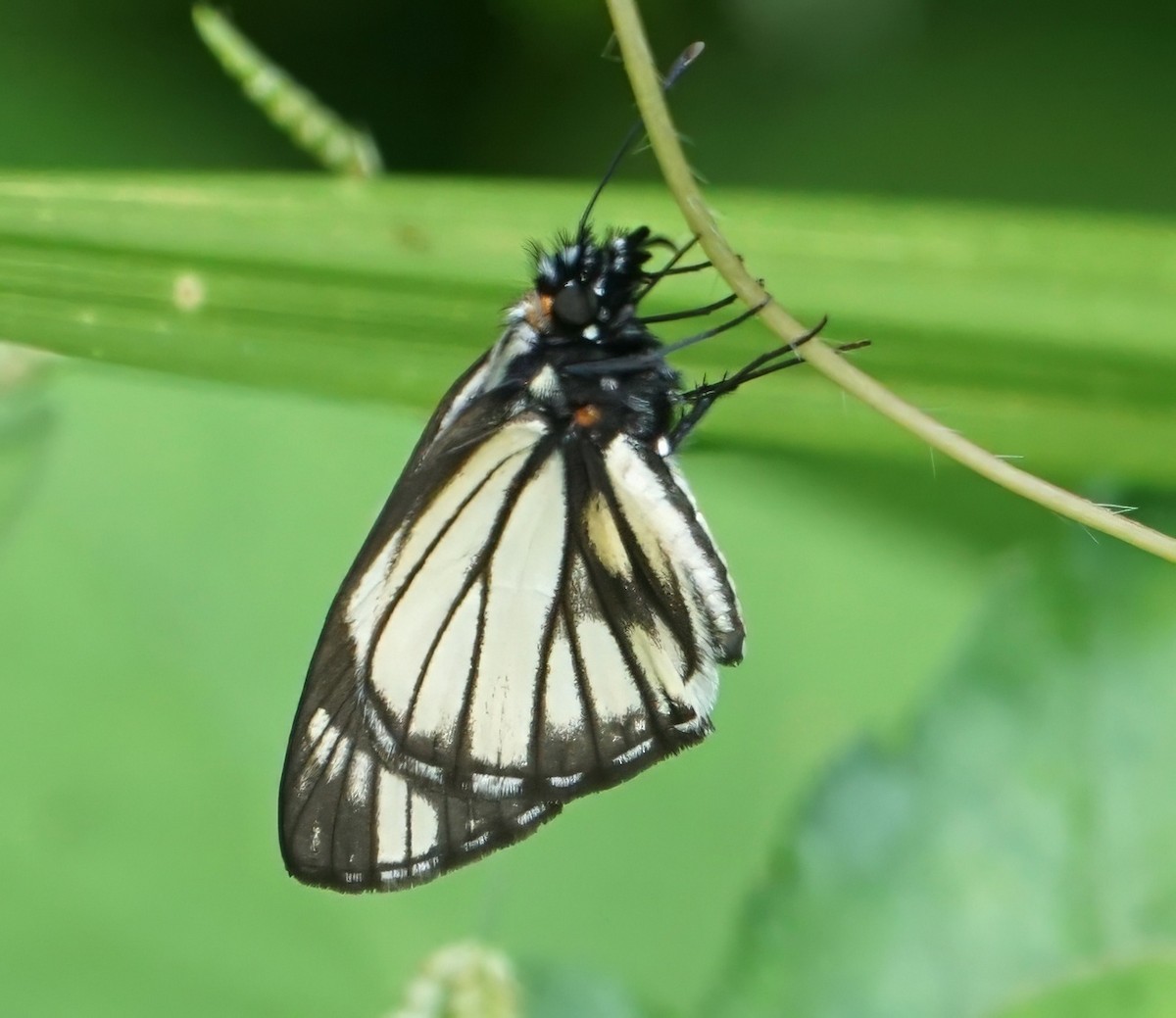 Saltarina blanca con rayas negras - ML646654868