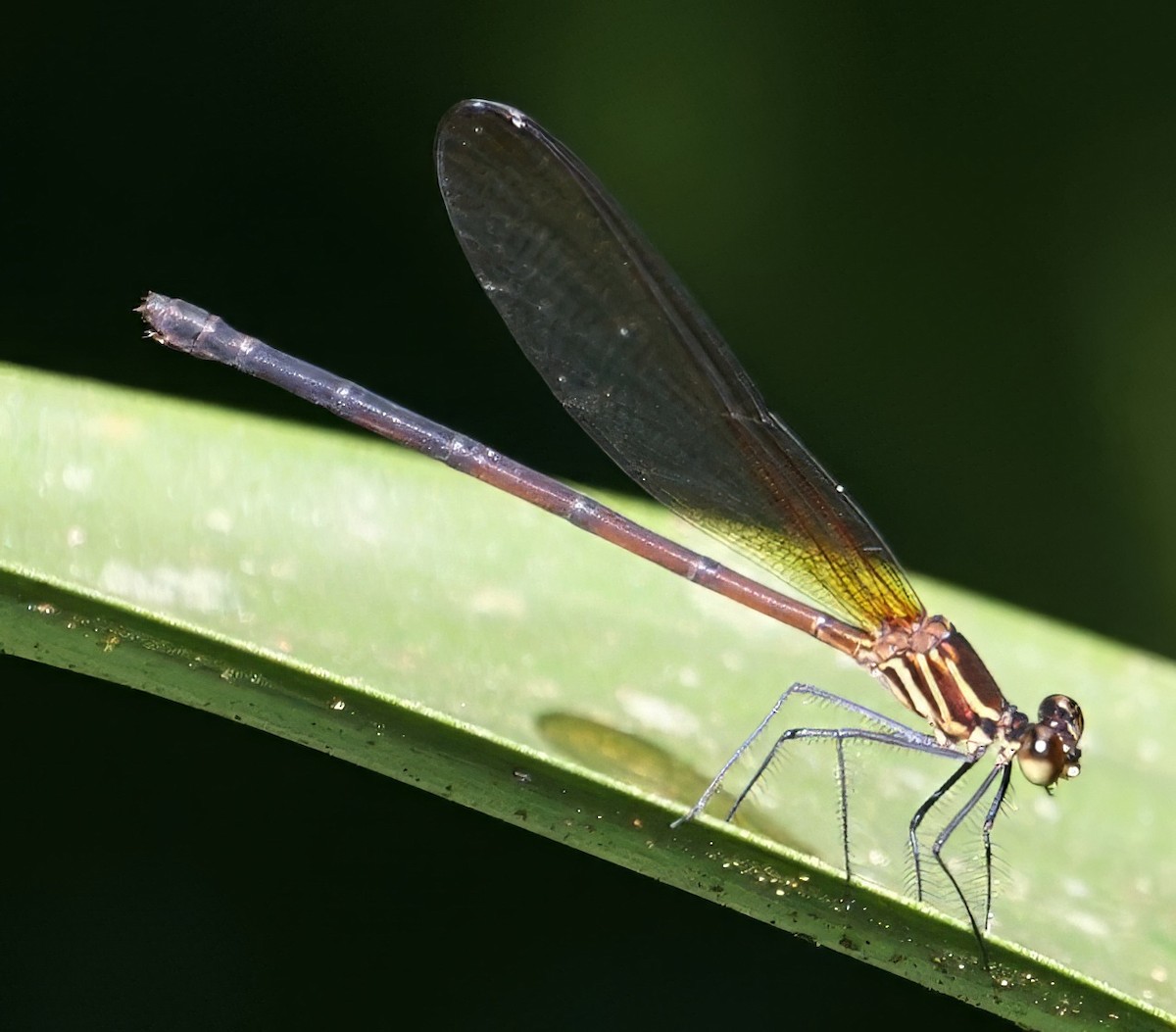 Red-striped Rubyspot - ML646654869