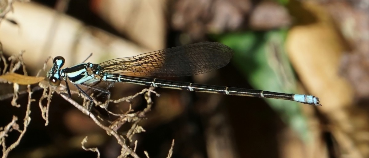 Azulilla de arroyo de ojos verdes - ML646654871
