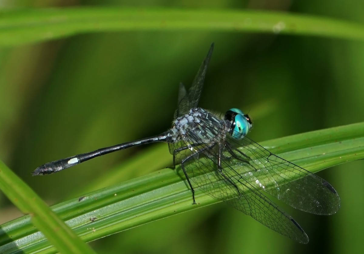 Fork-tipped Dasher - ML646654872