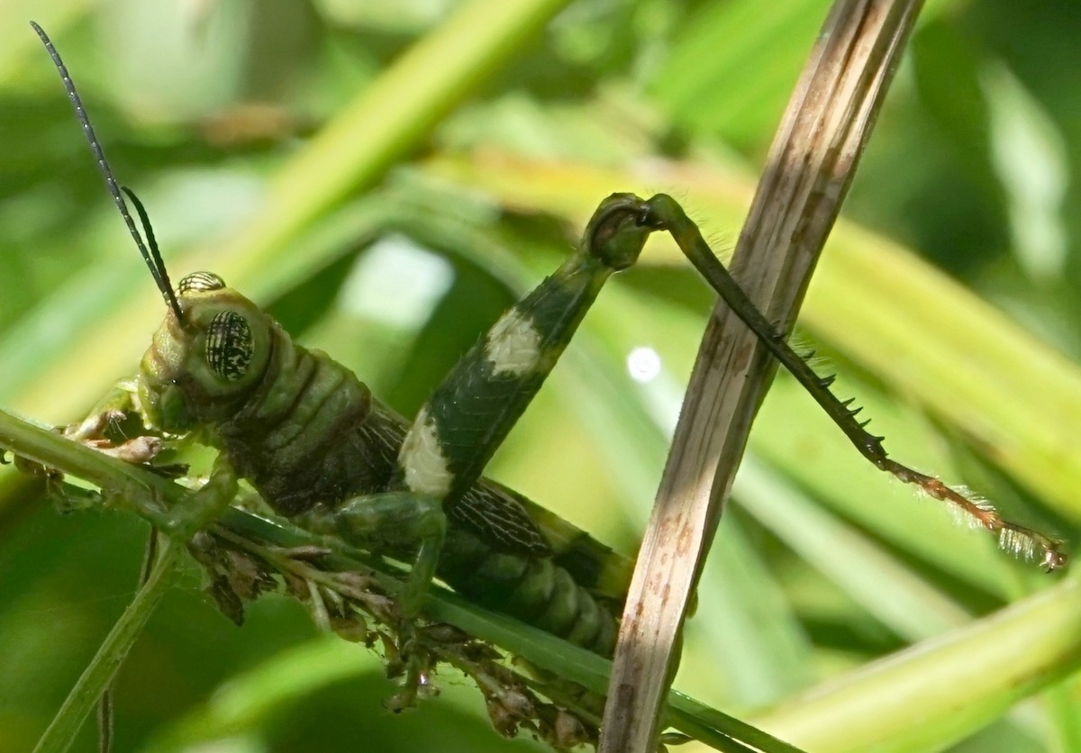 Insectos - ML646654873