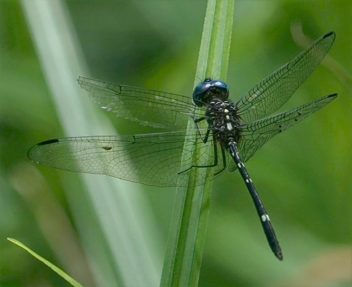 Rayadora vigilante de ojos azules - ML646654874