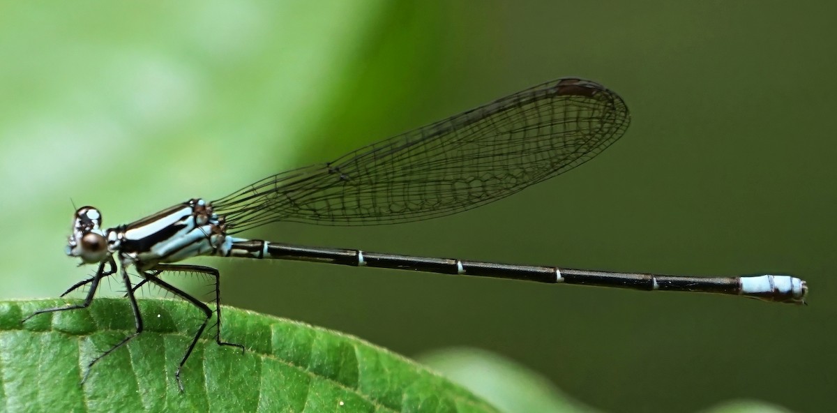 Azulilla de arroyo de ojos verdes - ML646654876
