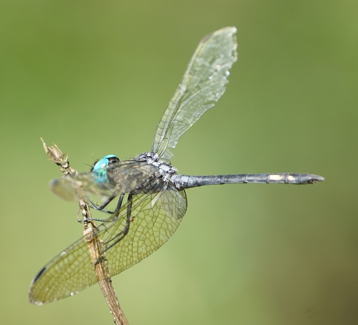 Cenicilla oscura - ML646654877