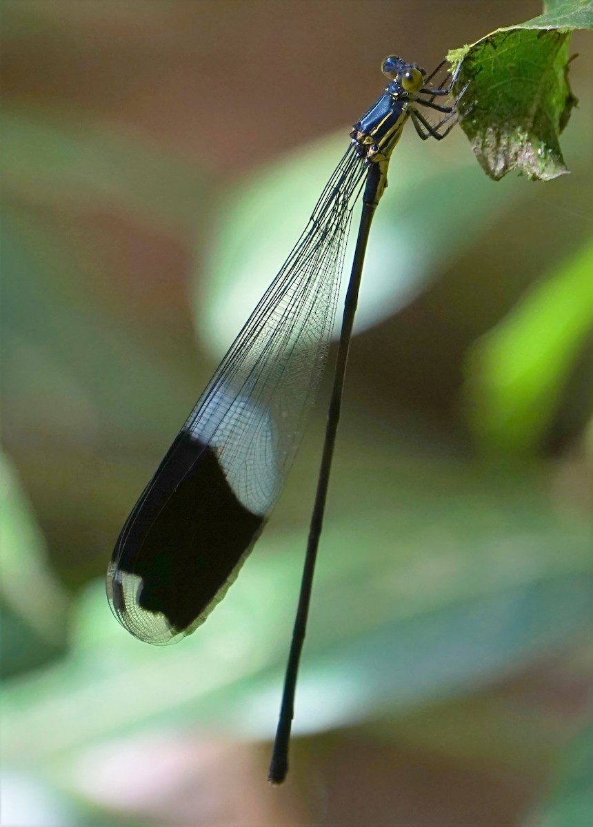 Caballito gigante de puntas negras - ML646654878