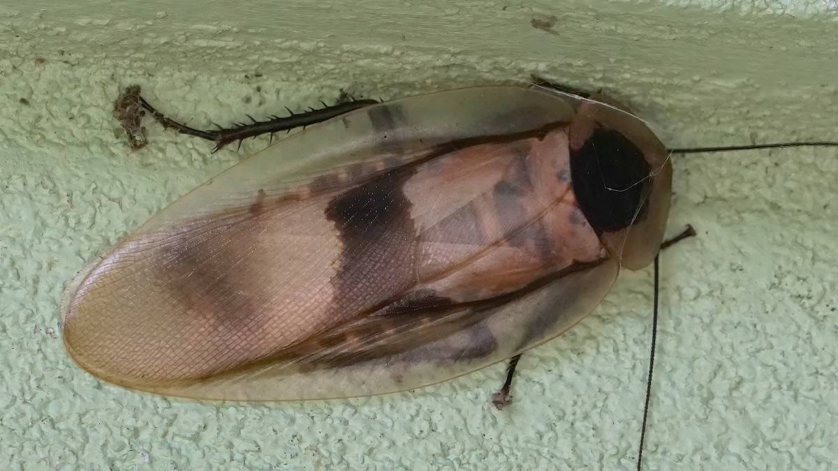 Cucaracha gigante de cueva - ML646654882