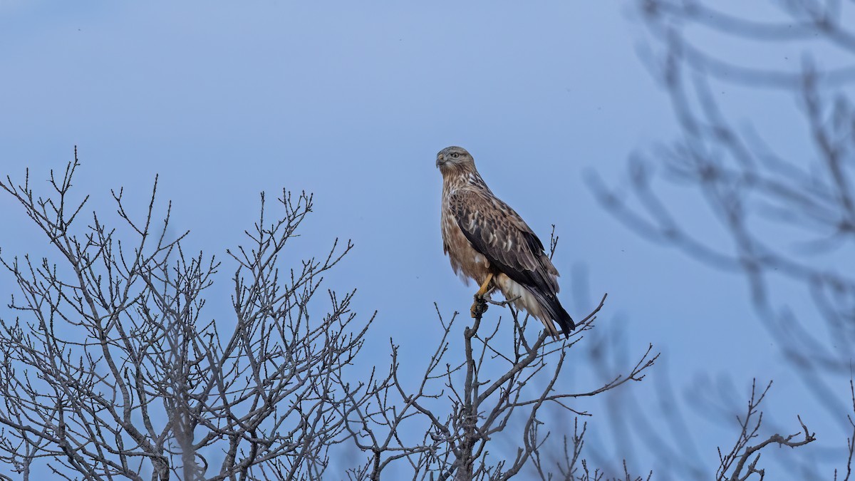 Long-legged Buzzard - ML646654884