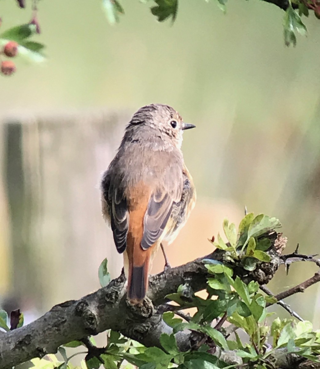 Common Redstart - ML646654885