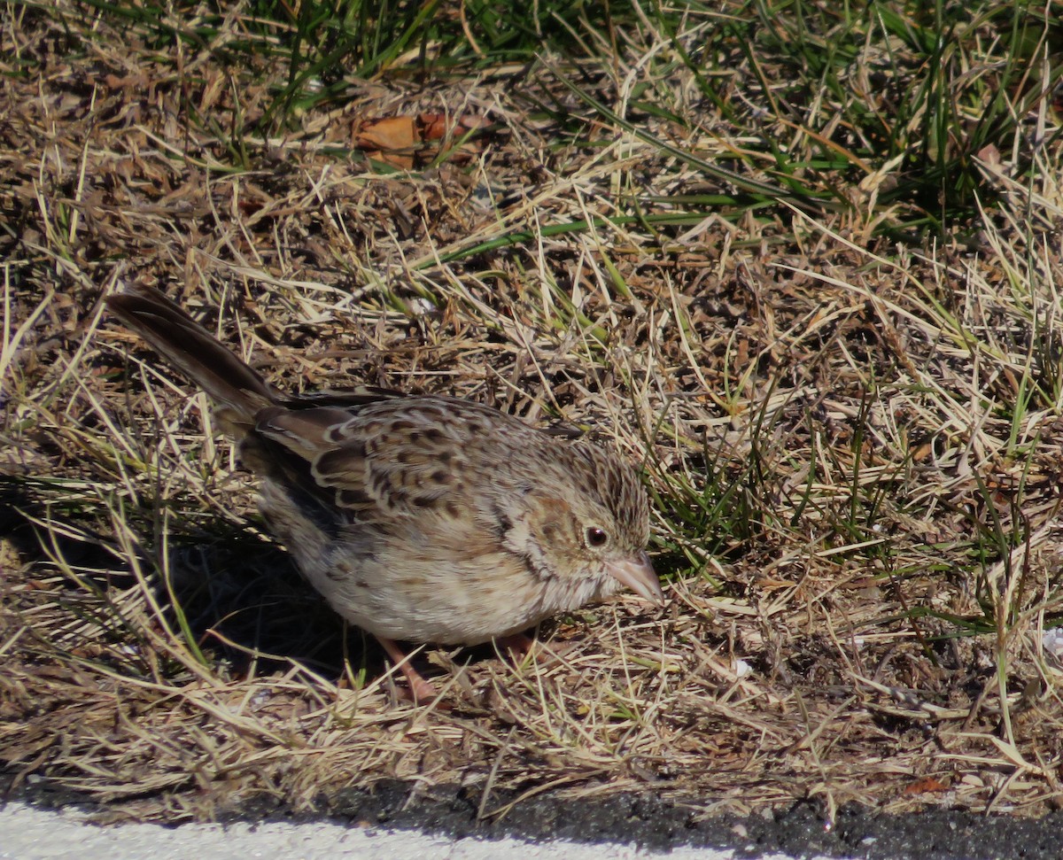 Cassin's Sparrow - ML646654886