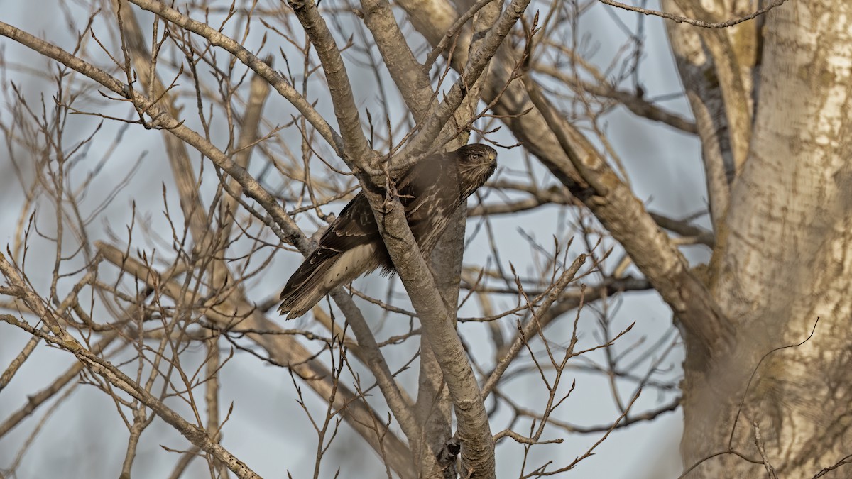 Common Buzzard - ML646654895