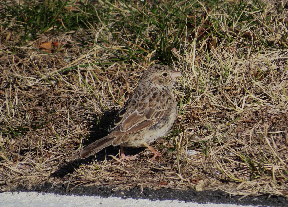 Cassin's Sparrow - ML646654896