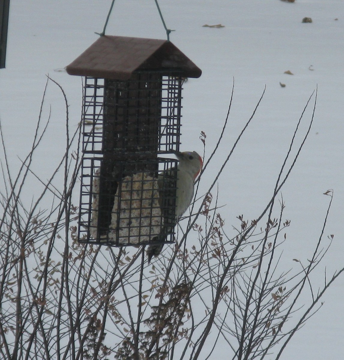 Red-bellied Woodpecker - ML646654897