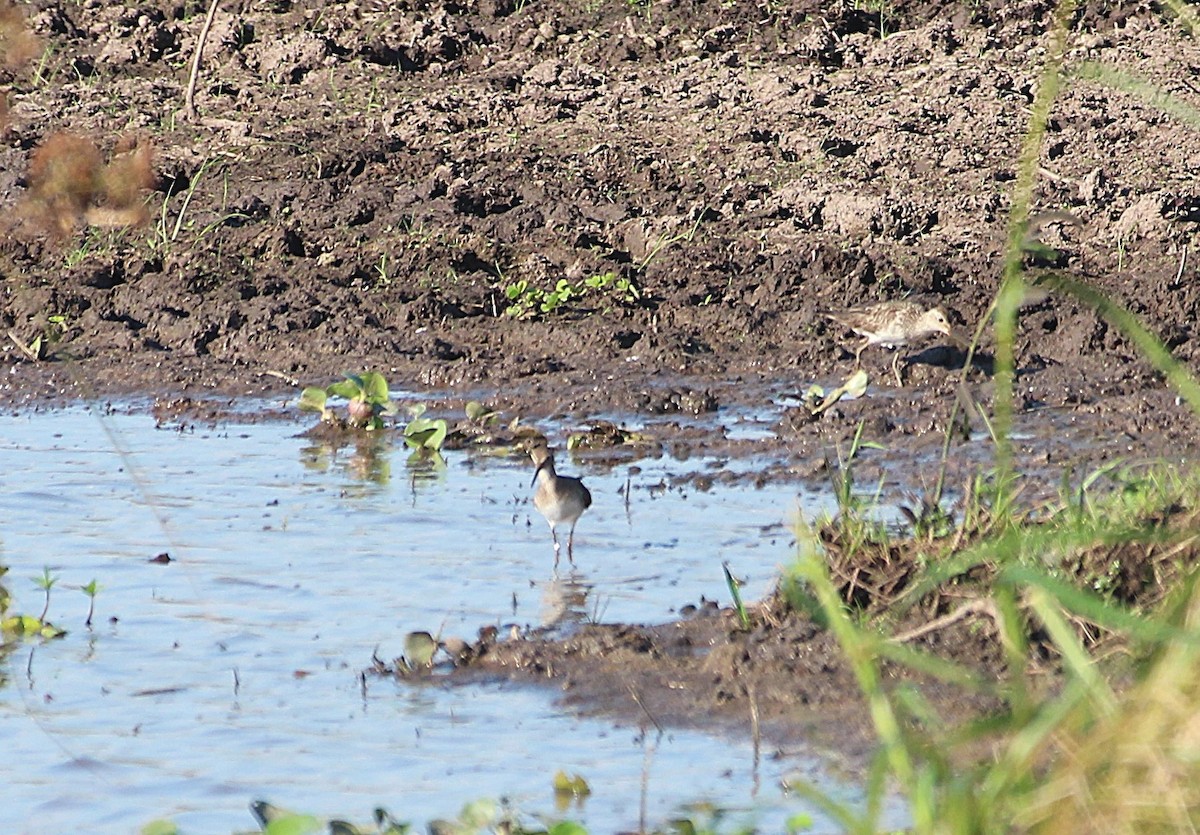 חופית כהת-חזה - ML646654898