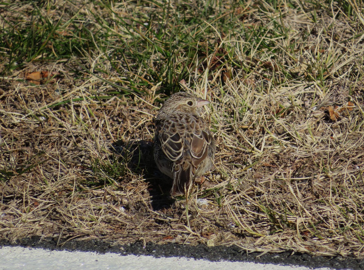 Cassin's Sparrow - ML646654899