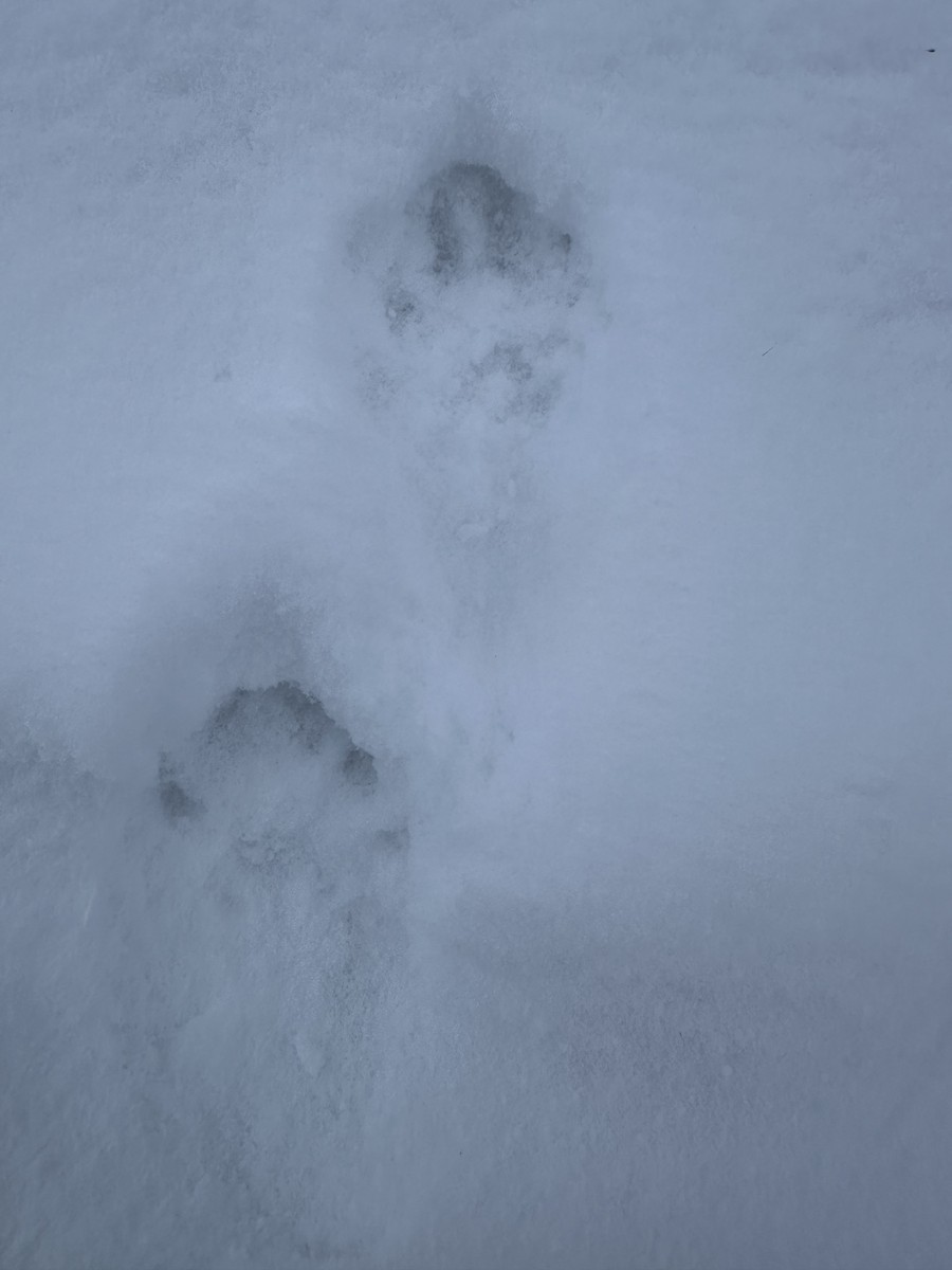 North American River Otter - ML646654904